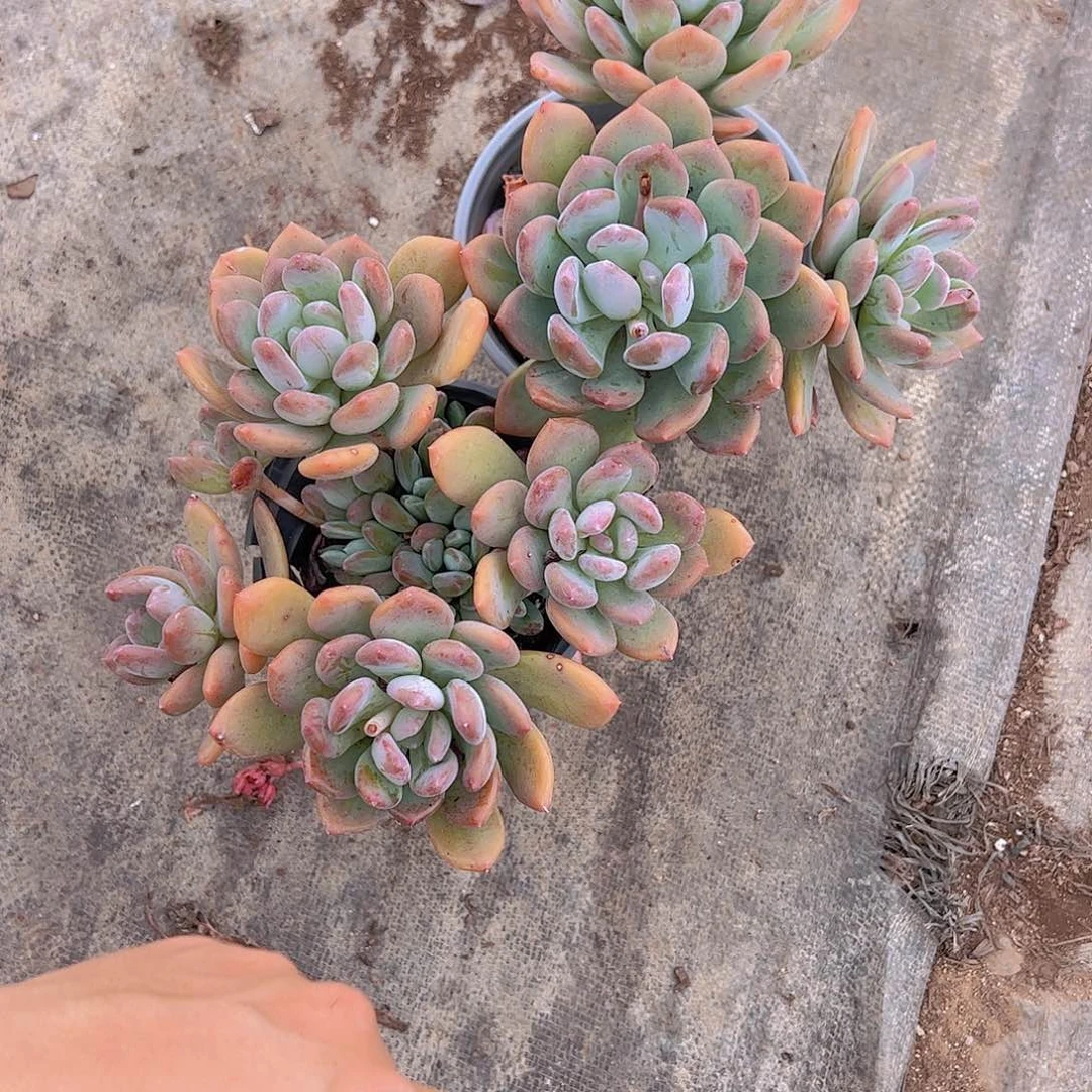 灰姑娘多头整装精控老桩二盆