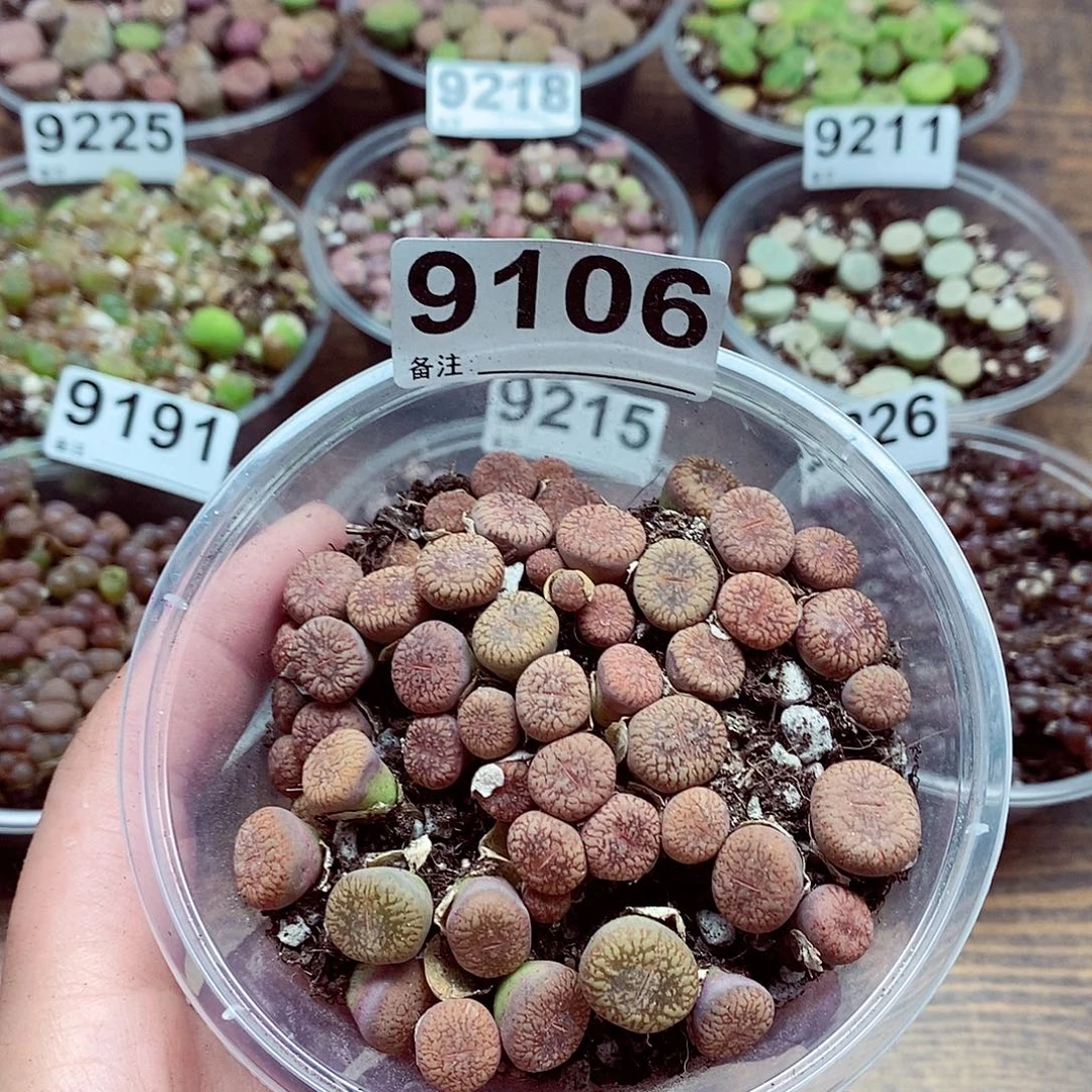 9106流水啊啊啦啦