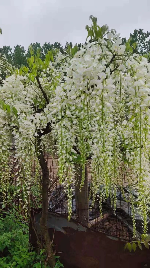 日系紫藤开花六十公分迎春花五倍子流苏树紫藤花紫荆花爬藤小苗