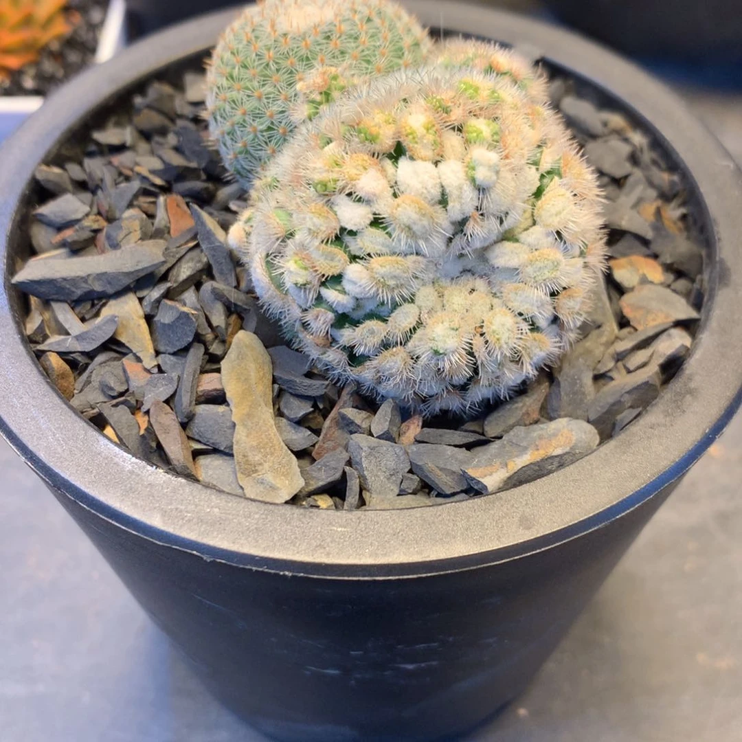 ?**作专拍一物一拍。