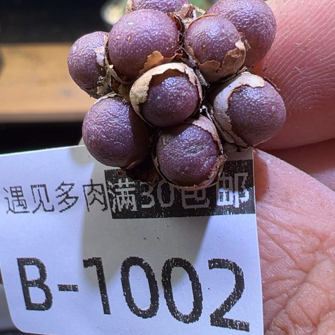 多肉植物11111111111