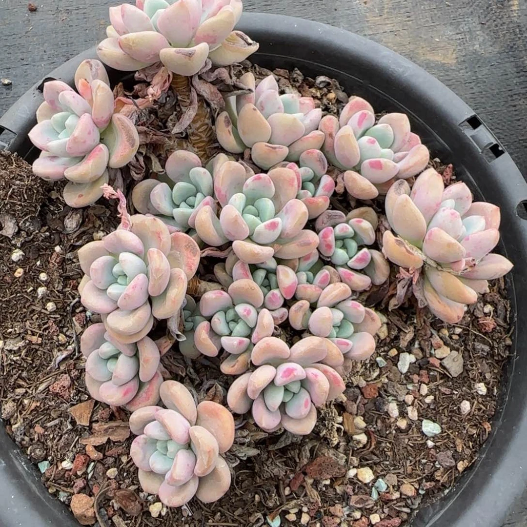 ，花斑露一物一拍29-81