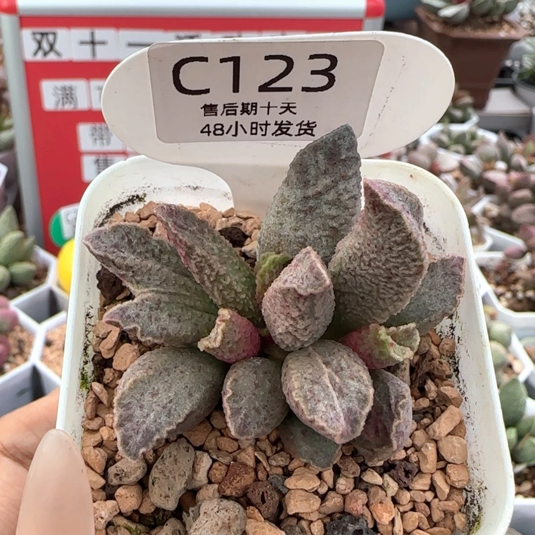融化纹猪肝。   123。