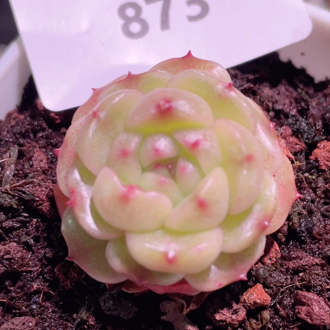 873号糖心冰心珍妮