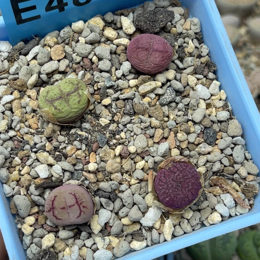 4871毛杂四颗。