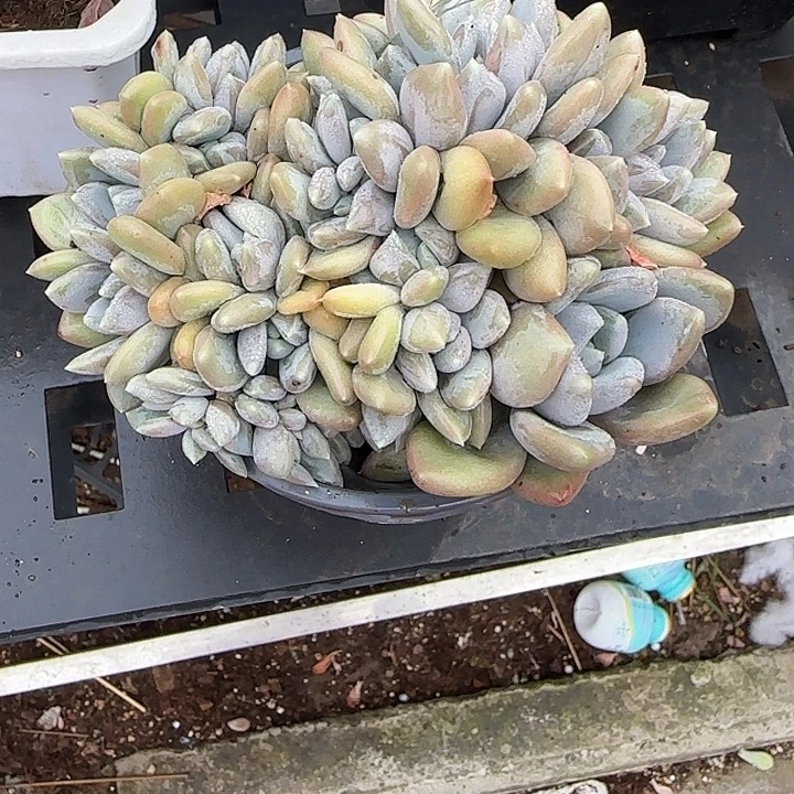 青蛙王子儿童牙膏套装11