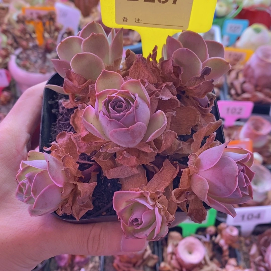 山地玫瑰一物一拍黄金帕尔马群237