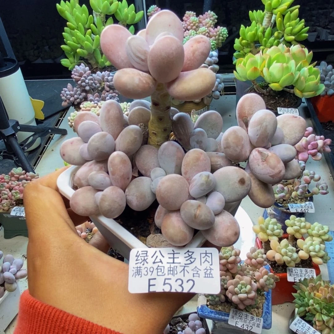 532水光针多肉10c m
