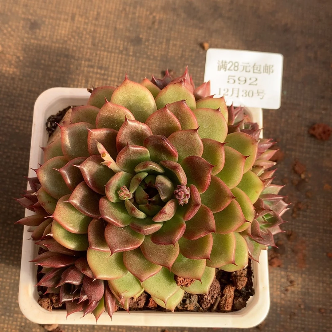 【闪购商品】云592号