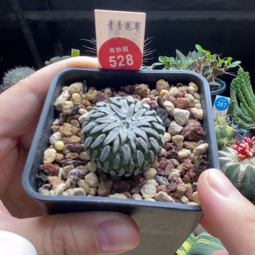 实生精巧丸3.2cm一棵