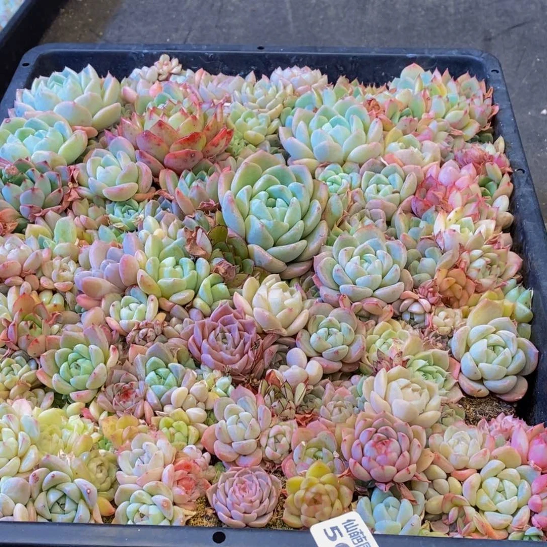 505多肉植物保护研究所所长助理研究员等