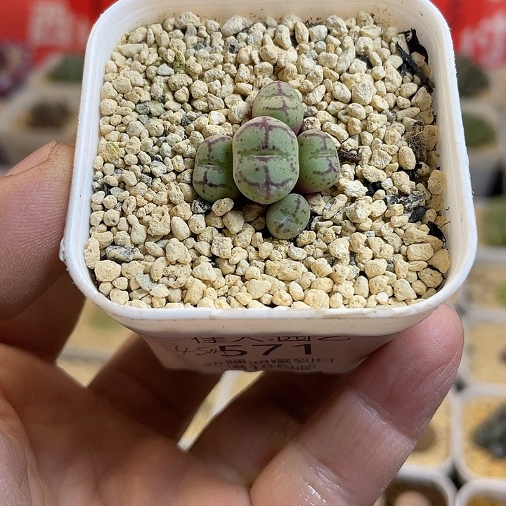 佳人园艺多肉生石花猴脸571