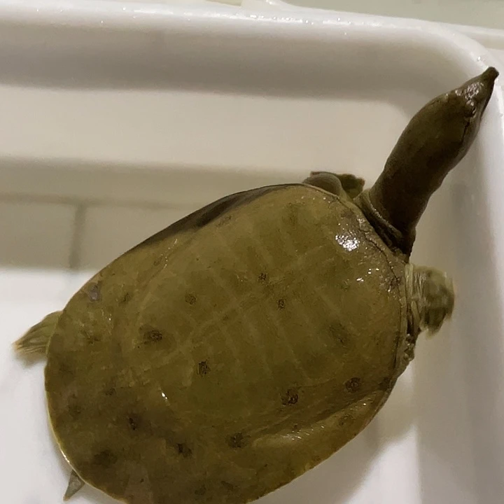 中国大陆野生甲鱼包邮包活