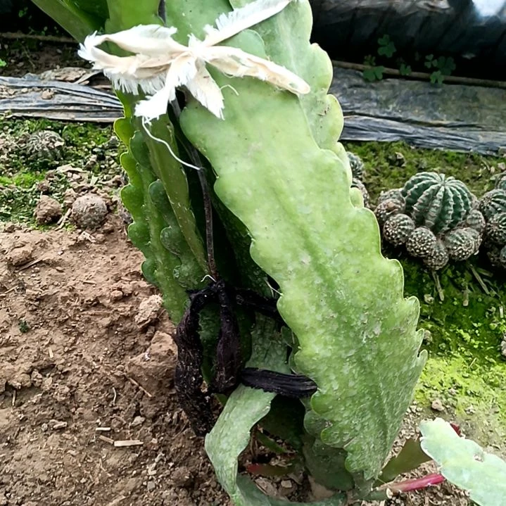 风**东令箭何花唐黄