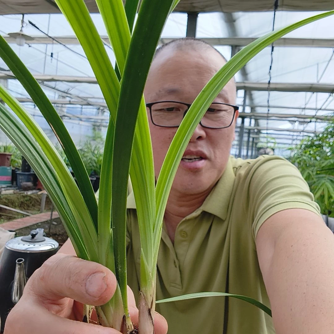 独***生无花朵建兰祥荷兰花