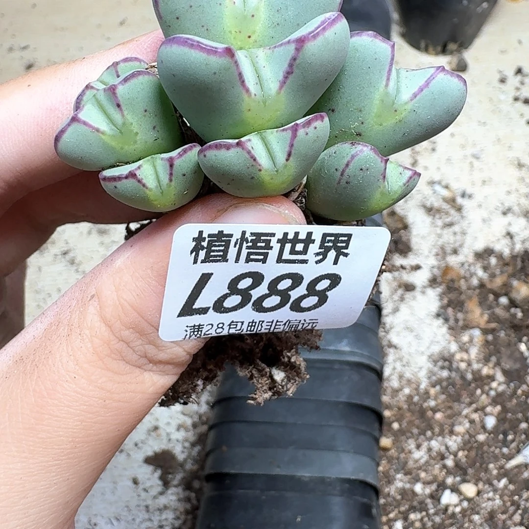 多肉植物的润泽fv