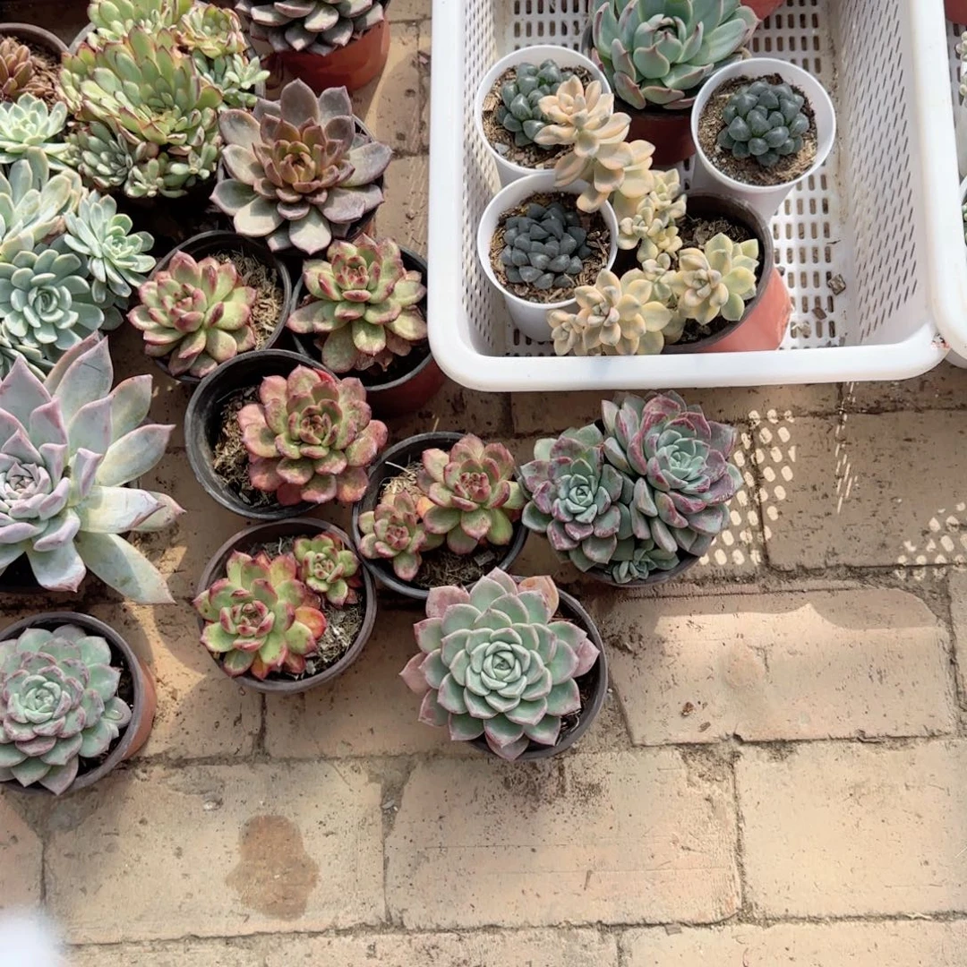 无花朵海琳娜单头