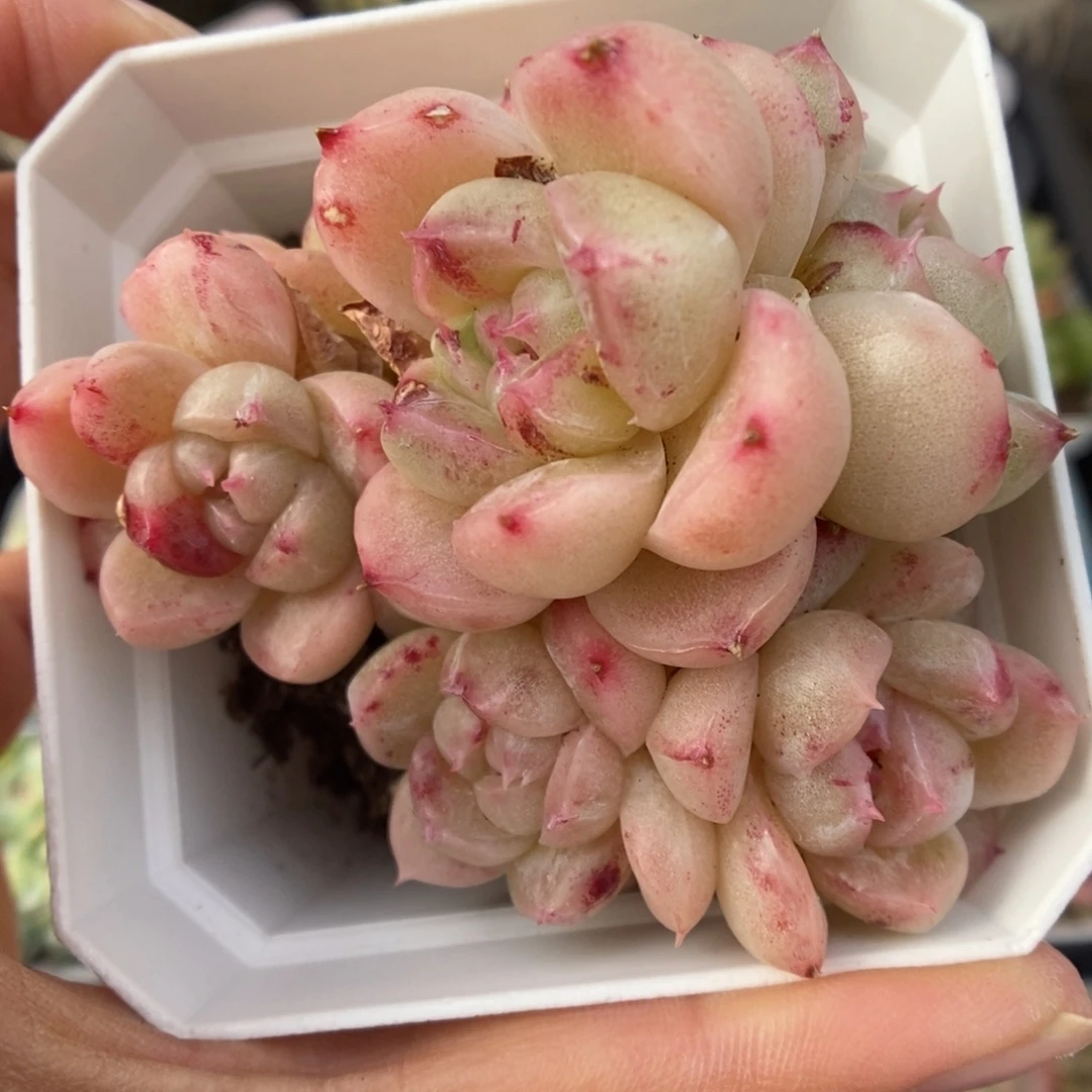 珍妮麦秆石化1111号