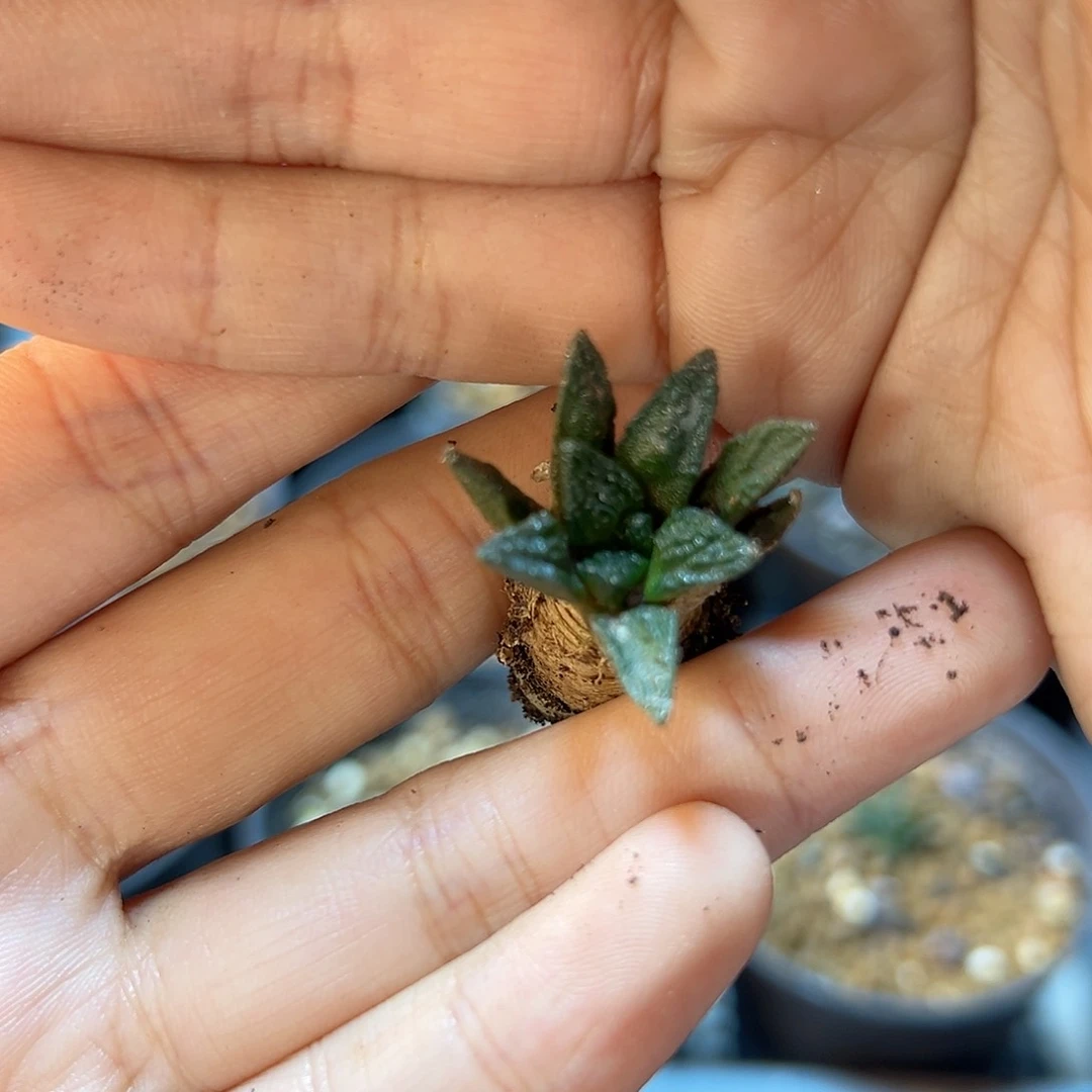 辛盾牡丹2.5公分带盆