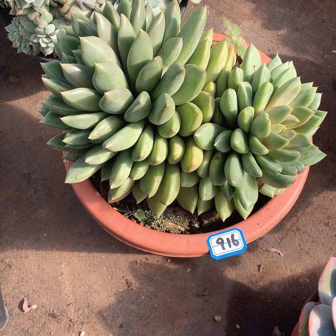 916象牙 一物一拍多肉