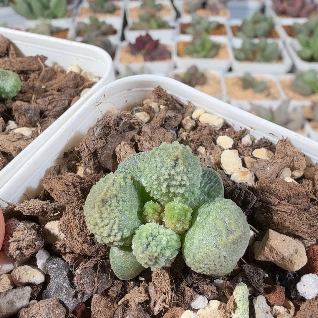 丸叶翠绿石