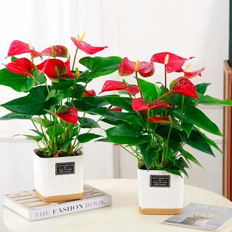 【红掌带花发货】四季种植开花植物盆栽室内阳台开花植物