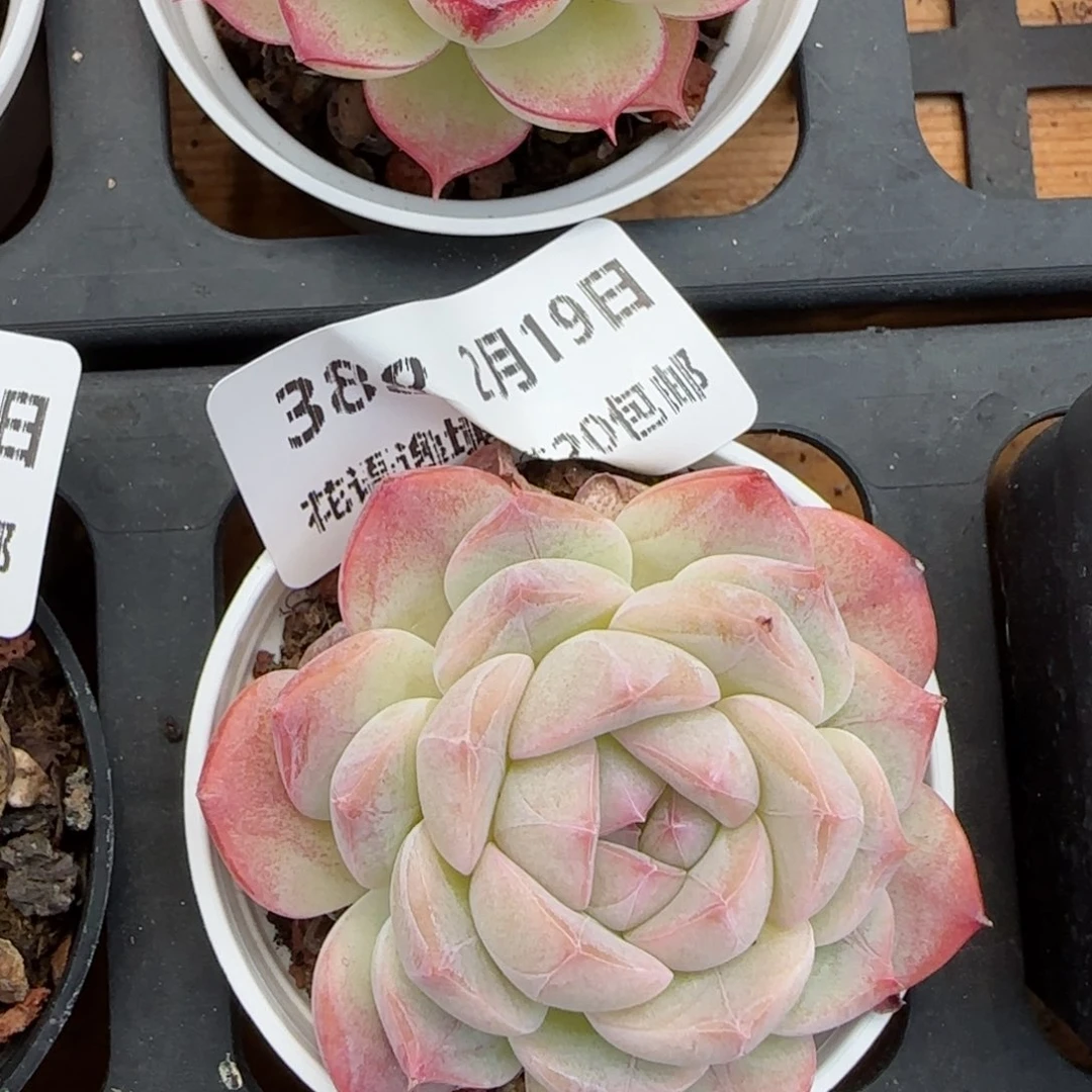 花语逸境0219-388