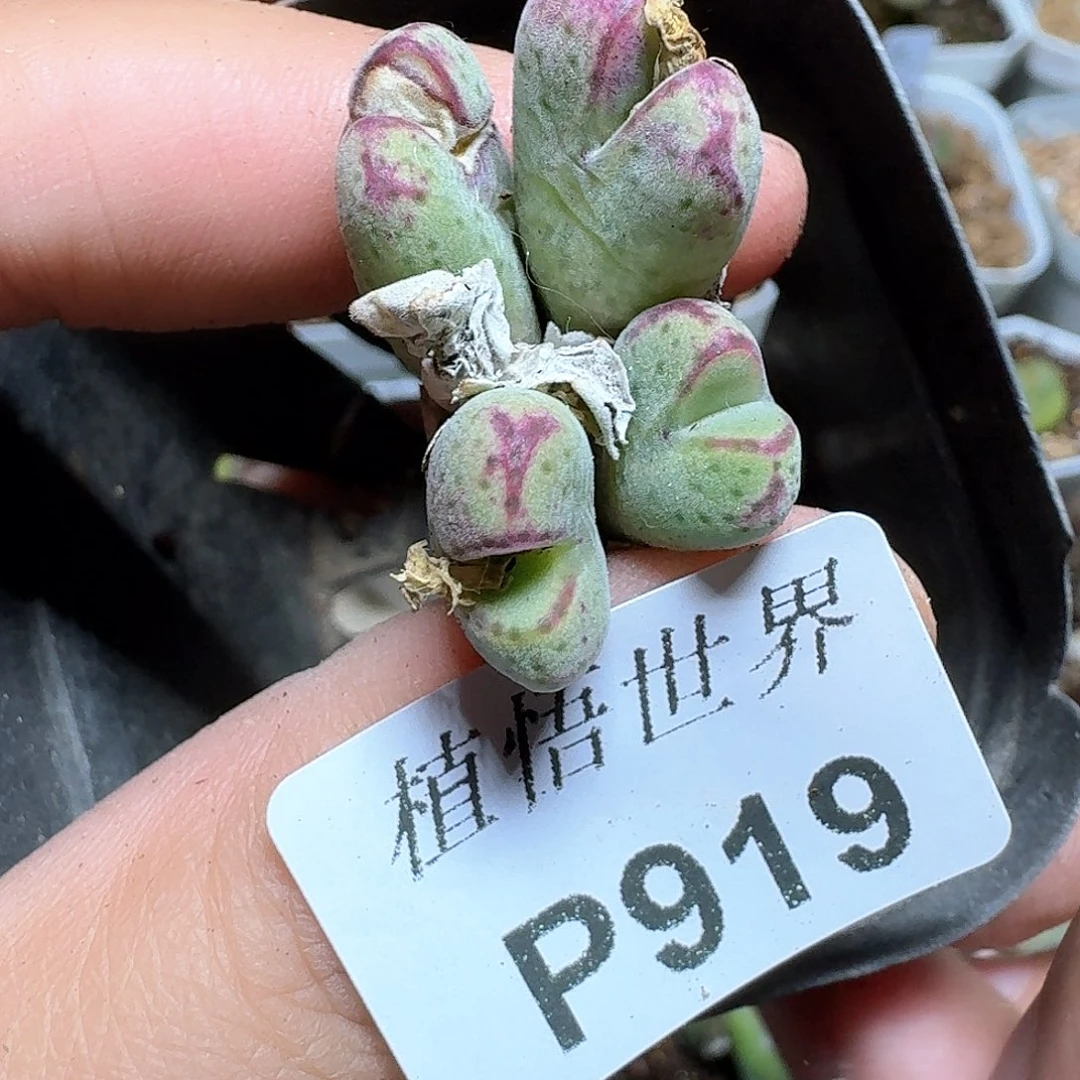 919厚德载物哇cv多肉植物哇c g