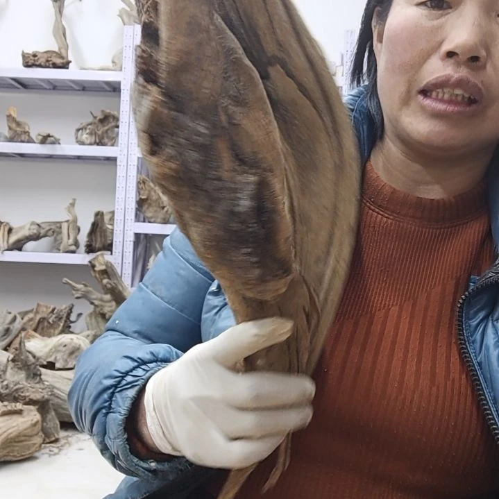 风车木（黑檀木）大**兮