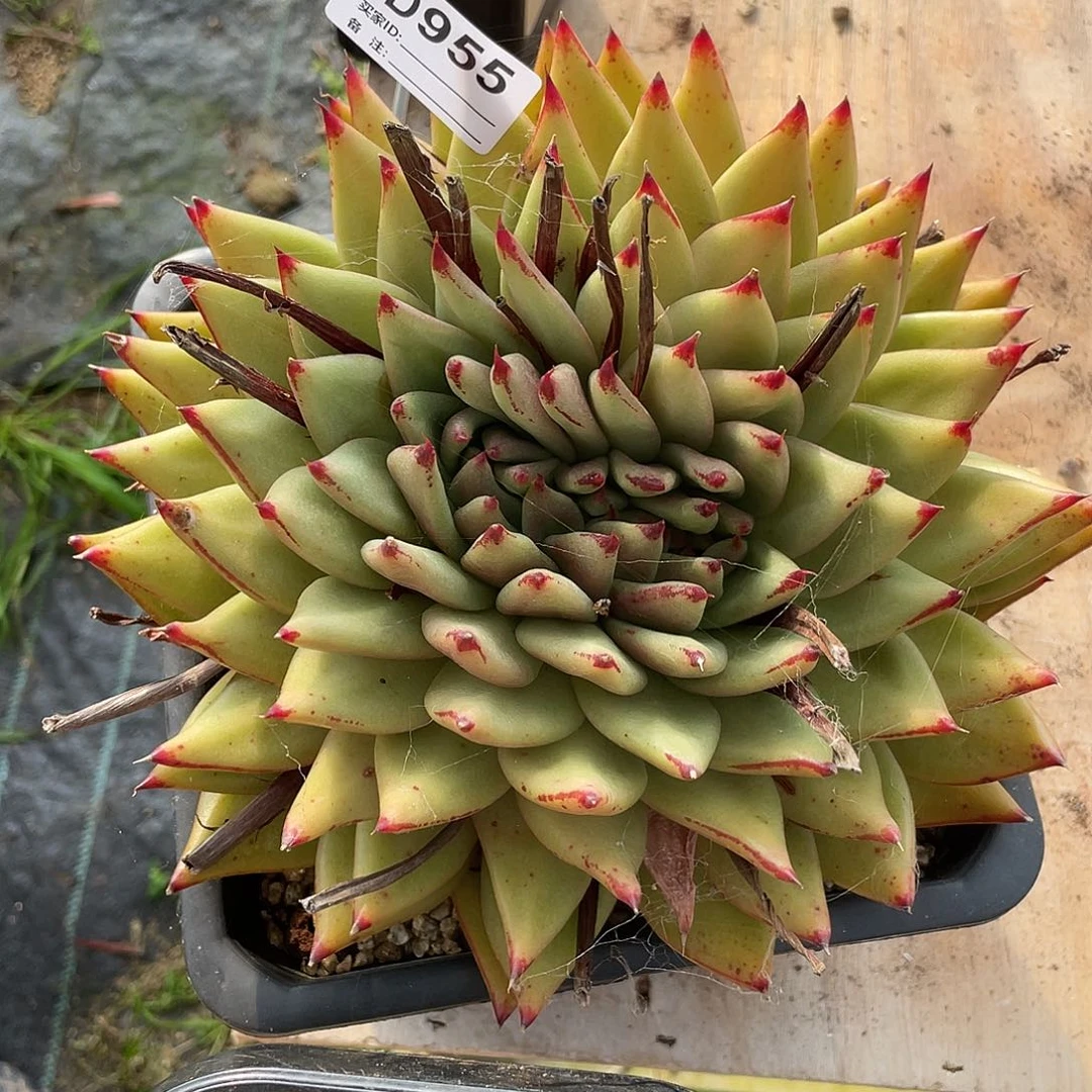 若如东云单拍D955