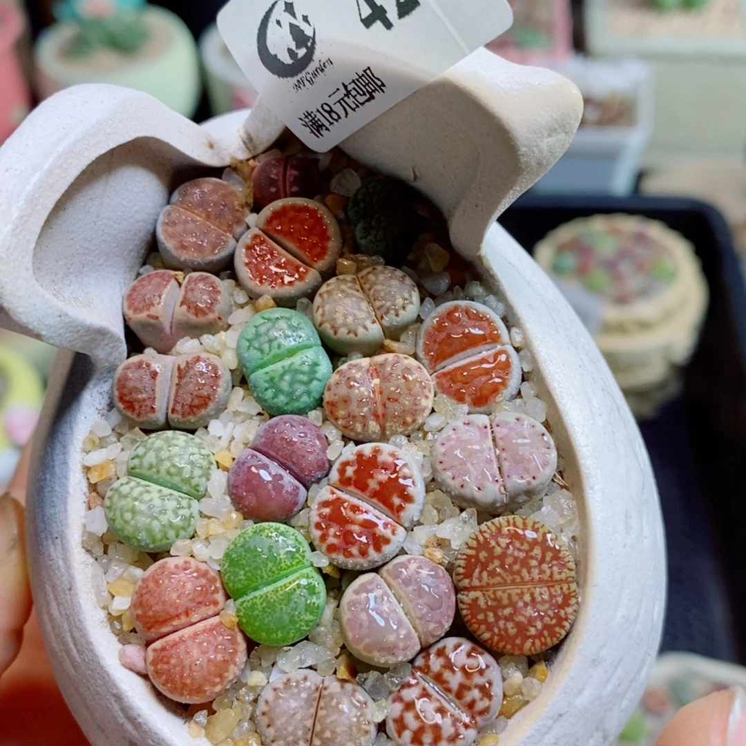 生石花花花花花花花花421