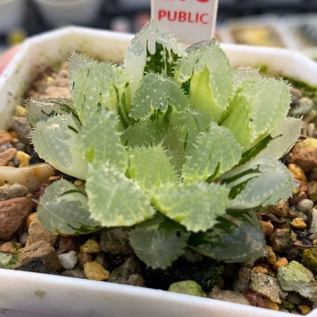 278玄冰玉露锦一物一拍