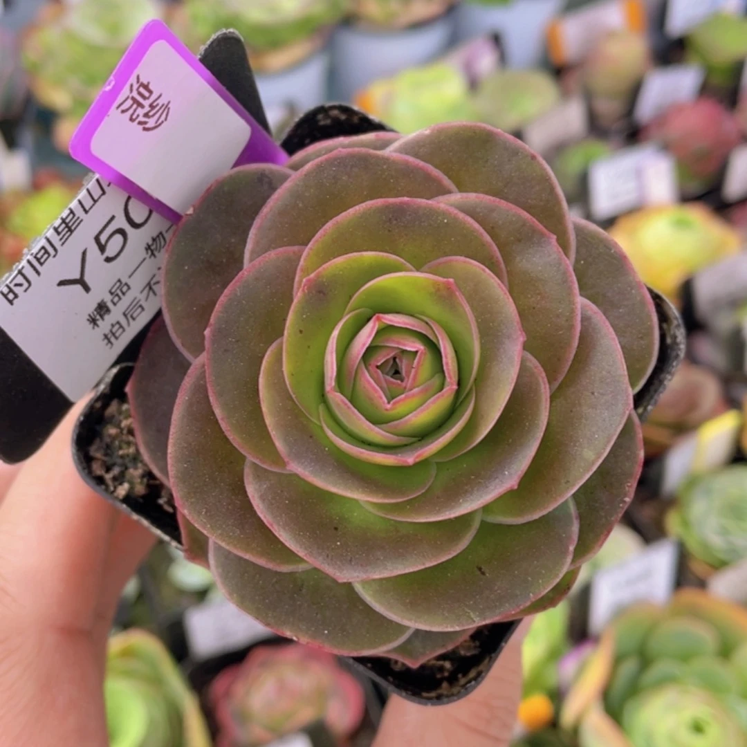 浣纱多肉503一物一拍