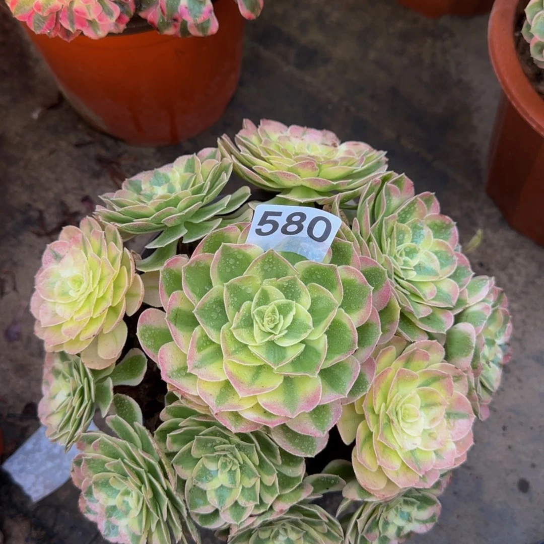 雨荷580