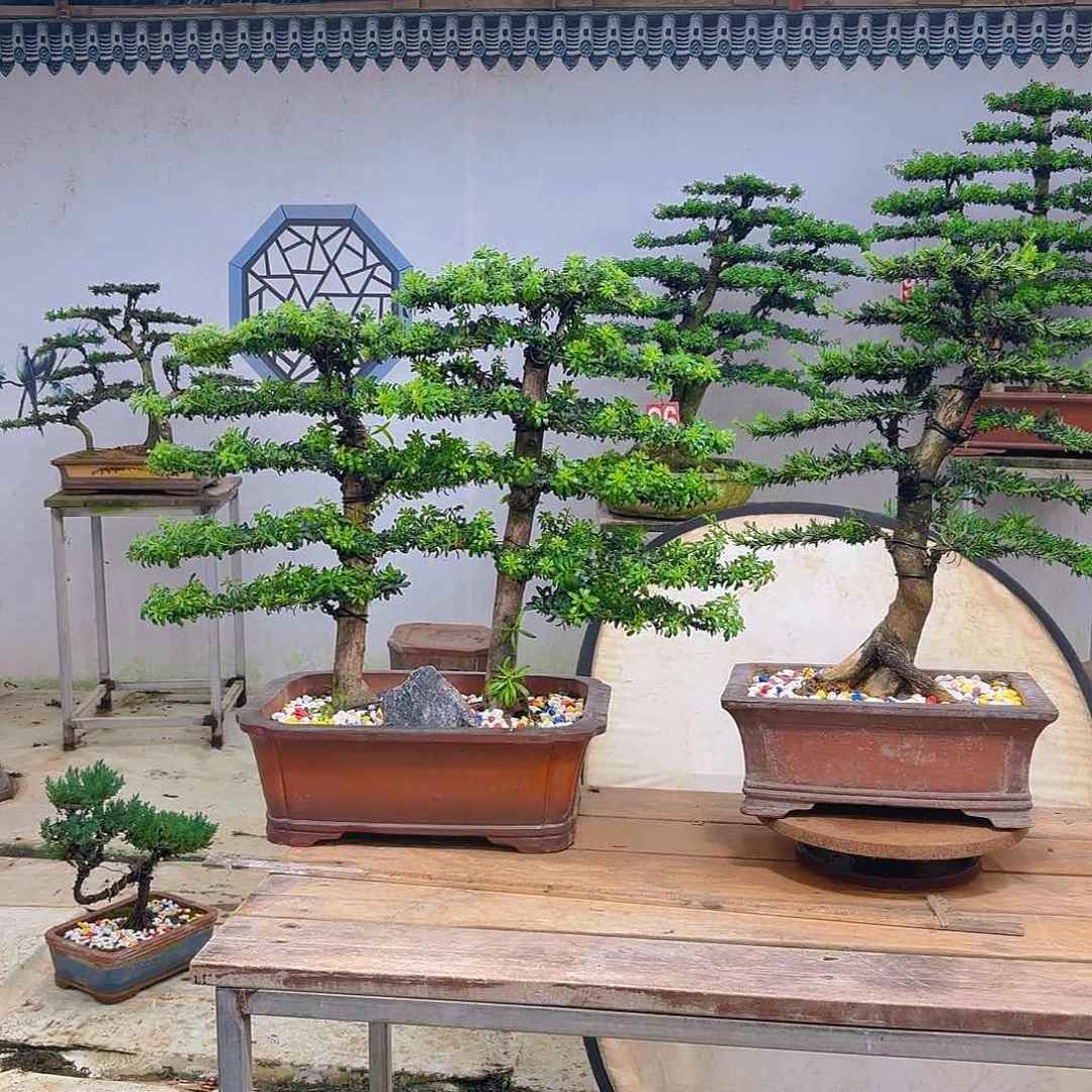 完全开放红芽罗汉松