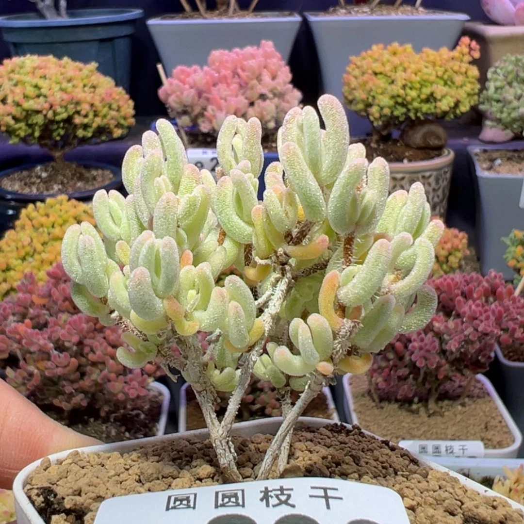 【闪购商品】e290小精控橙叶锦枝干番杏