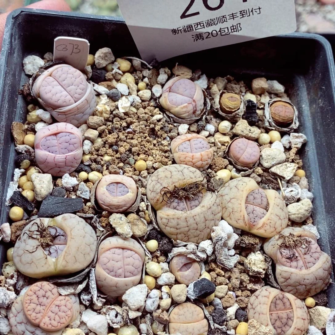 我是一只小小鸟地域鬼的人264