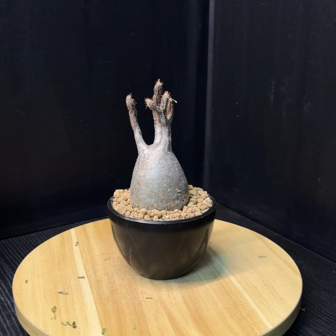 象牙宫熟桩带盆土