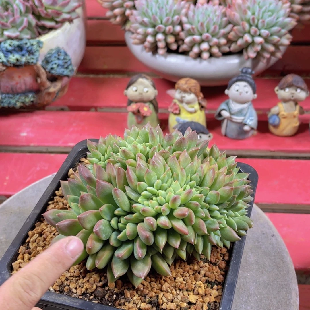 海***燕多肉米其林冰心杂不带盆