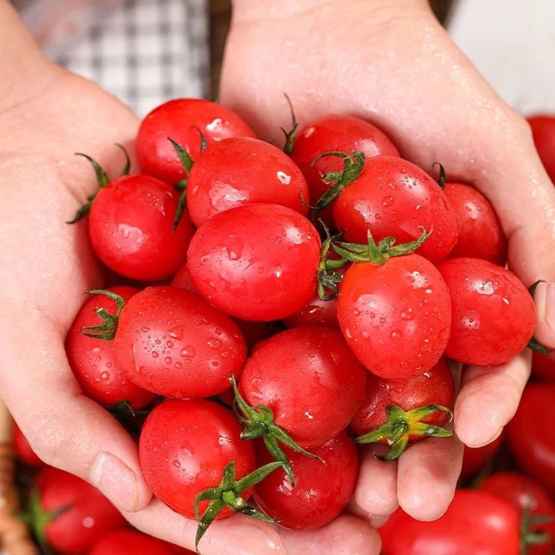 【助农】圣女果云南露天自然成熟西红柿种植小番茄圣女果