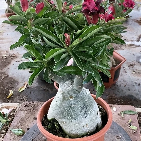 【闪购商品】无花朵範**偉