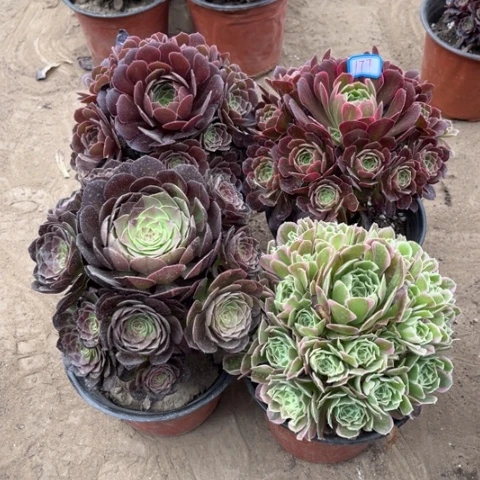 177多肉植物组合