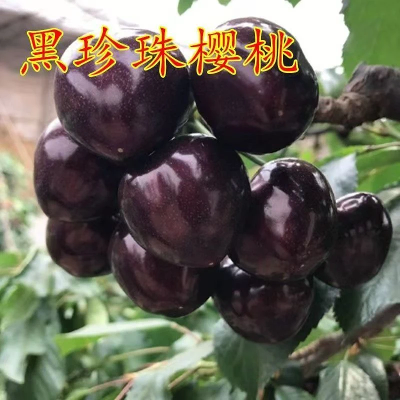 黑珍珠樱桃苗正宗嫁接樱桃苗四季大樱桃大果盆栽地栽南方种植