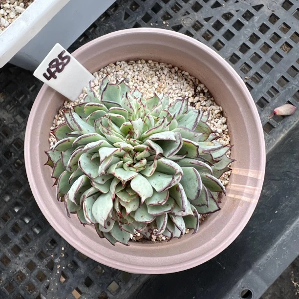 剑司诺娃缀化嫁接多肉