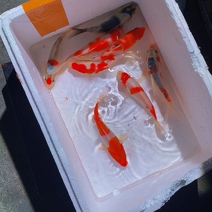 锦鲤锦鲤活鱼开箱包活