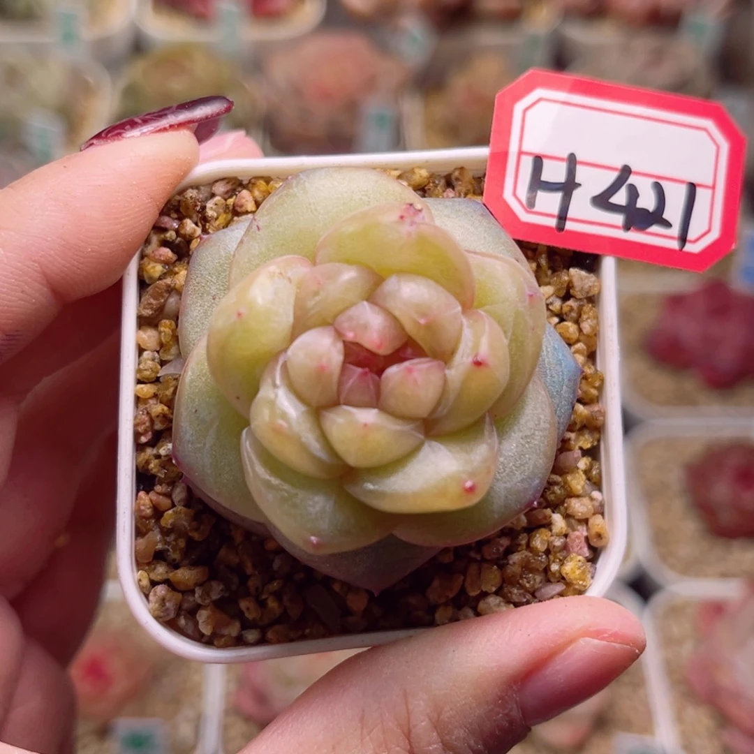 钮****肉H421一物一拍 青空