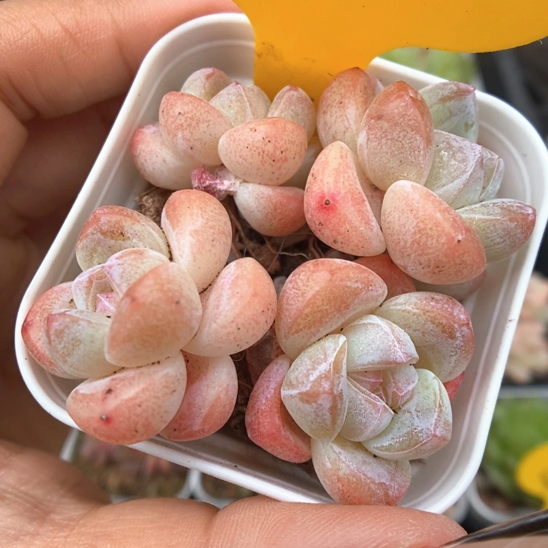 丸叶冰玉可拍20号。