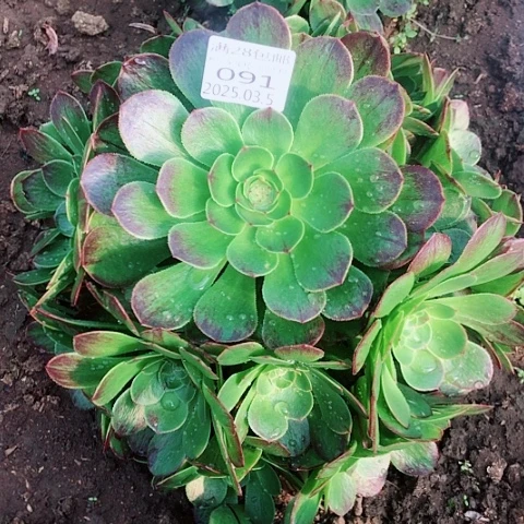 3.5-91墨然多肉植物