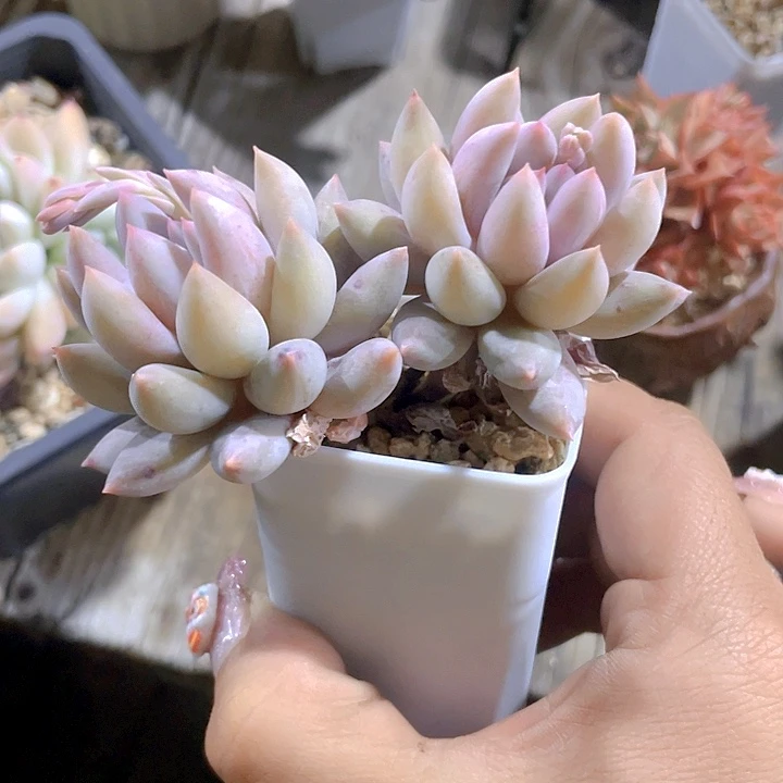 多肉植物的多肉植物