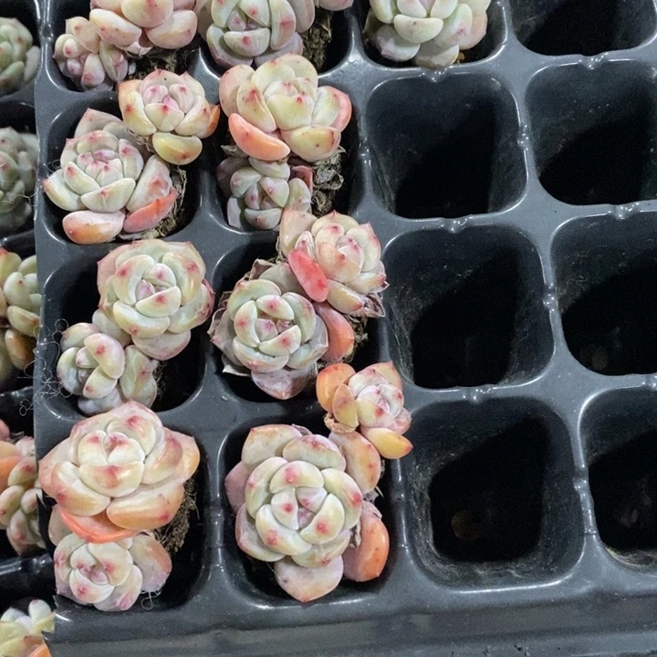 正版橙梦露王子8颗